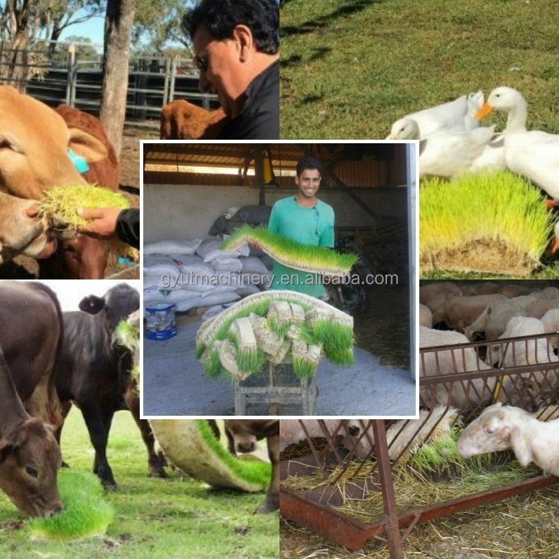 장수용 시간 컨테이너에 있는 보리 잔디용 2400w 태양 수식용 사료 기계