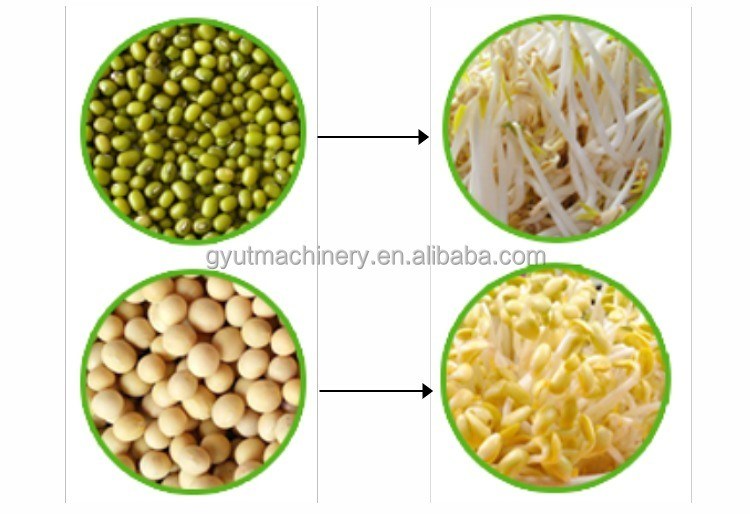 최고 수준의 미크로그린 채소 재배 기계 수식 기계 기계 수리 작업실