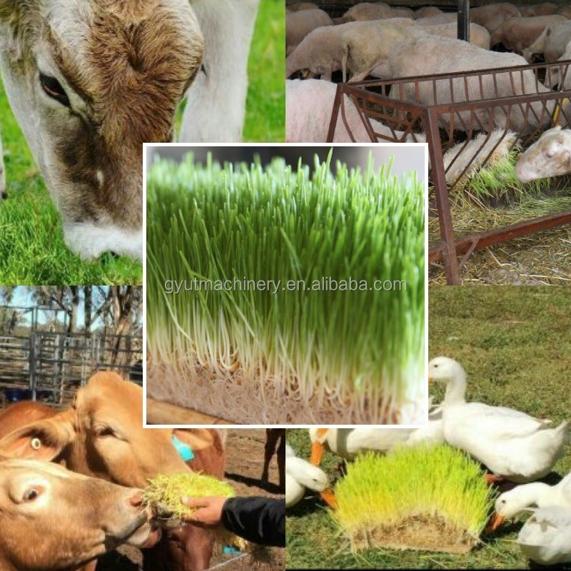 맞춤형 전압 완전히 폐쇄 된 수식 컨테이너 밀레 풀 가축 싹트기 기계