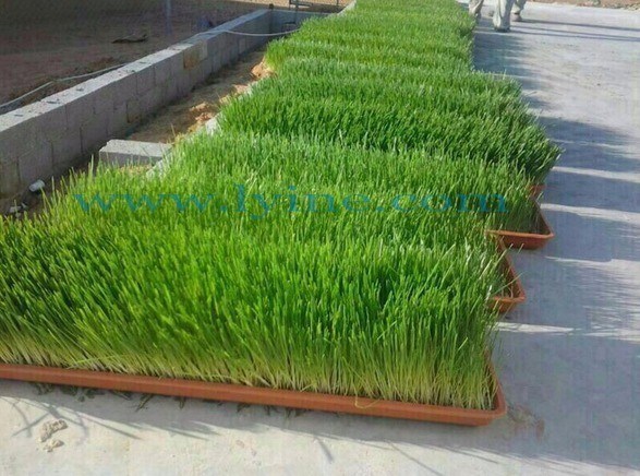 2024 광고 C 수확용 수확 기계 수산물 미크로그린 제품